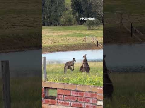 KANGAROO BRAWL: 2 male kangaroos square up on an Australian farm #shorts #foxnews #fox #news